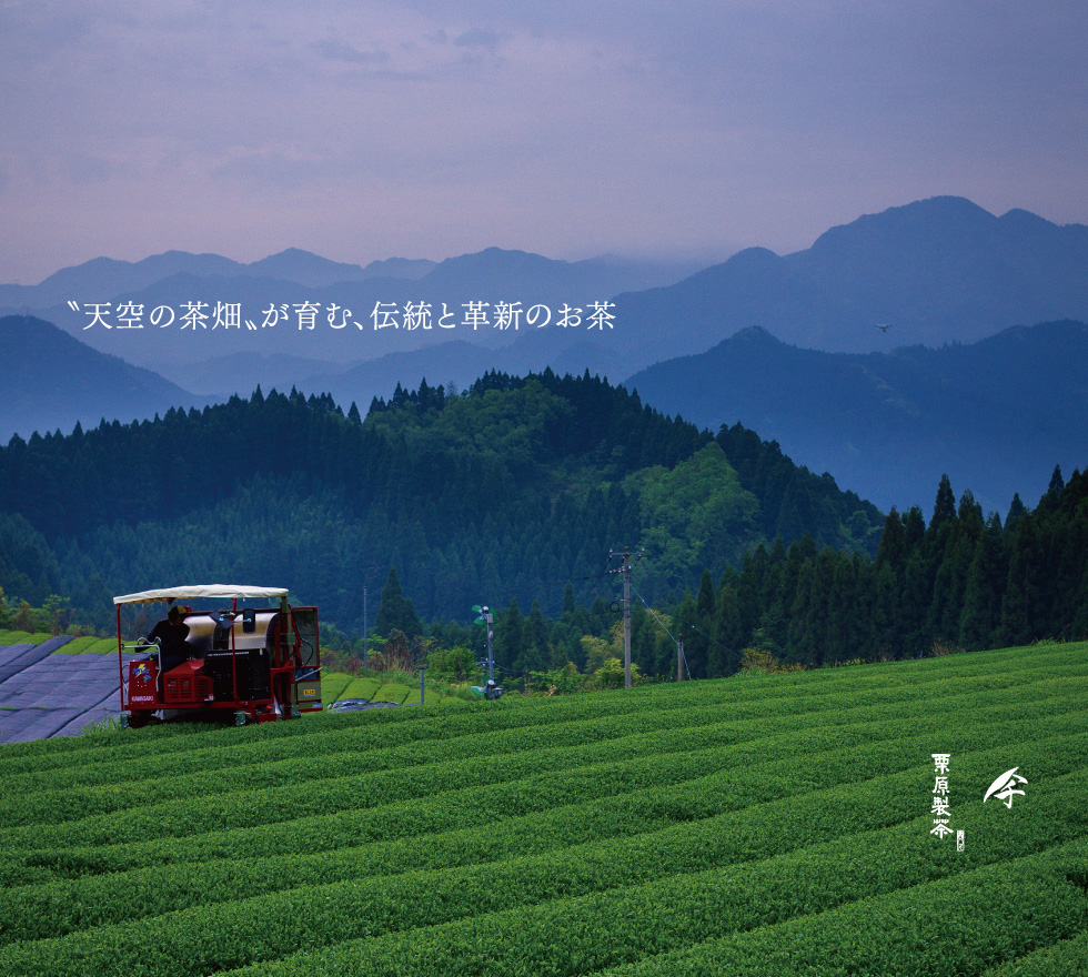 天空の茶畑が育む、伝統と革新のお茶